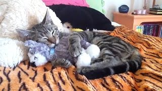 Cats and their teddy bears