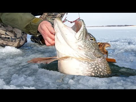 Amazing Net Fishing Catch Big Fish in the ice river - Amazing Ice fishing Skill