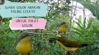 Download lagu Suara Pikat Sogon Anakan Paling Efektif mp3