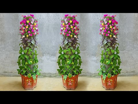Vertical Money plants to Decorate Your Home | Hanging Money plants Growing Ideas