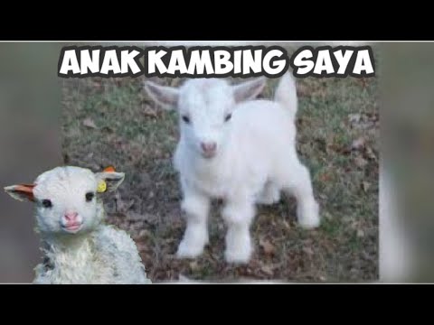 Anak Kambing Saya || Lagu Anak Indonesia Populer Terbaru
