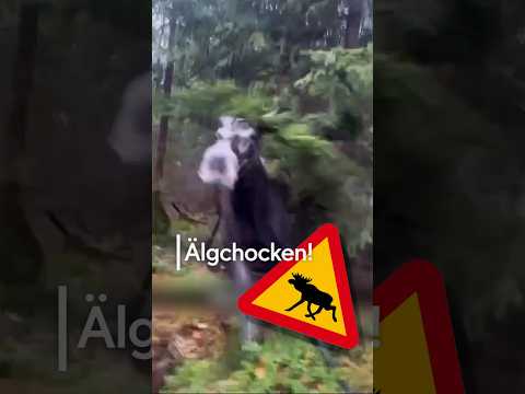 Här blir Johan nästan nedsprungen av en älg