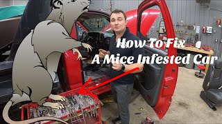 Mice Infested Vehicle Restoration!
