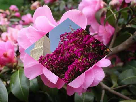 Die Gebüsche, Franz Schubert