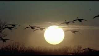 Sade - Morning Bird (music video)