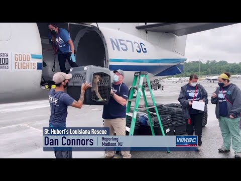 NJ Madison St. Hubert’s New Orleans, LA Animal Rescue