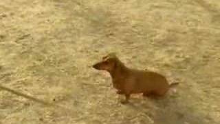 Sprint dachshund commercial