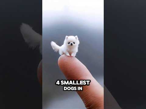 "Meet the 4 Smallest Dogs on Earth 🐶✨ (So Adorable!)" #dog #cat #animals #shorts #top4 #smalldog