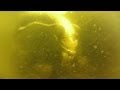 How To Rescue A 9 Foot Gator In Murky Waters Gator Boys