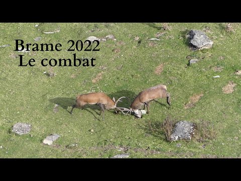Brame du cerf 2022  Le combat