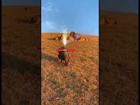 😂 Warthog vs Lion Funny Moments 🦁🐗
