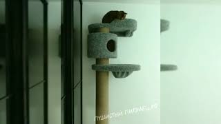 Даже с любимой игрушкой не готов делить игровой комплекс