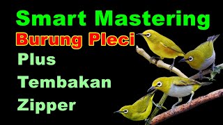 Download lagu Smart mastering burung pleci plus tembakan zipper mp3
