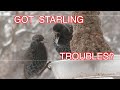 Starling Pests--a Suggestion: NARRATED