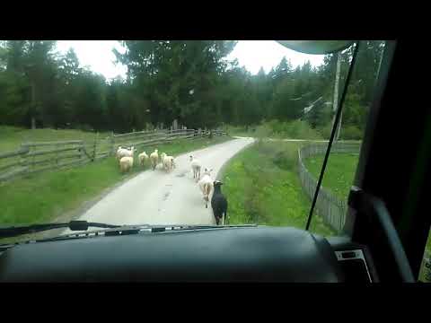 Iveco stralis 500 driving