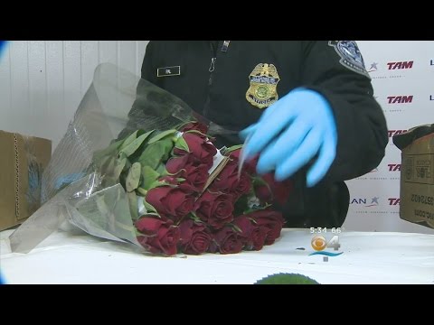 Flower Inspections At Airport Increase Ahead Of Valentine’s Day