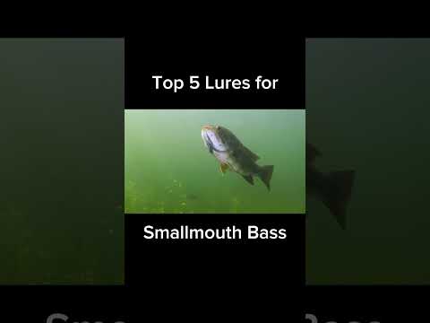 Top 5 Lures for Smallmouth Bass! | #smallmouthbass #fishing #shorts