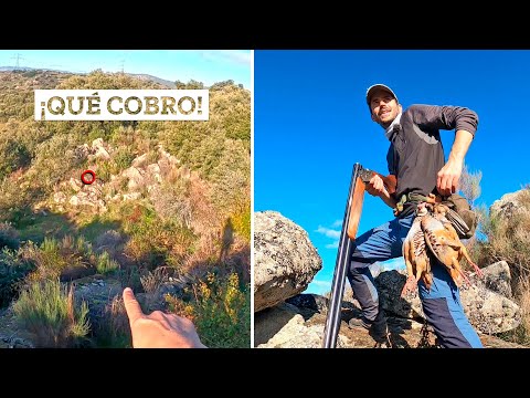 💥¡𝗔𝗟𝗨𝗖𝗜𝗡𝗔𝗡𝗧𝗘!💥 Este perro de CAZA hace magia con las PERDICES😲