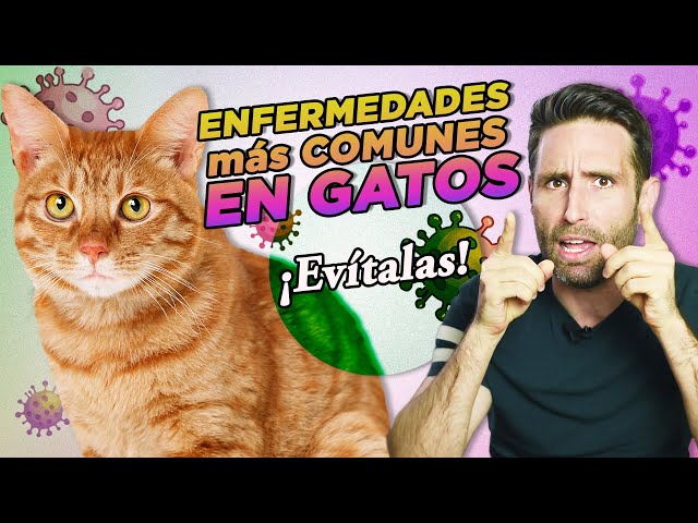 Vídeo relacionado con Como prevenir las Enfermedades infecciosas felinas: ¿Por qué se enferman los gatos? Las enfermedades mas comunes del gato, Como prevenirlas y Enfermedades que transmiten los gatos.