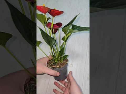 Как ПРАВИЛЬНО пересадить Антуриум после покупки!