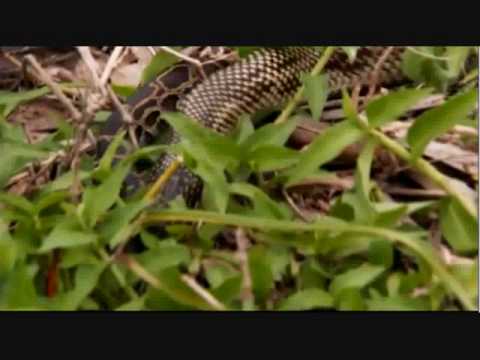 King snake vs. Burmese python.wmv