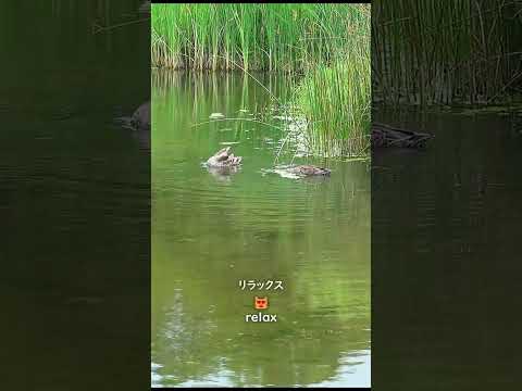 「騒音に汚染された」自然保護区