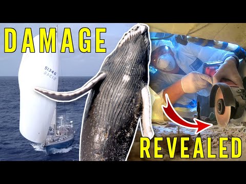 Cutting Into Our SAILBOAT - Collision Damage REVEALED [Ep.87]