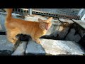 Cute Orange Cat Meowing Before Tasting The Food Until It Licks Its Lips