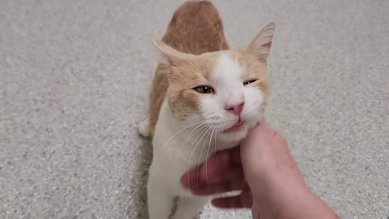 Enlarge Kevin, a Adopted Domestic Short Hair in Marshfield, WI video 6/6