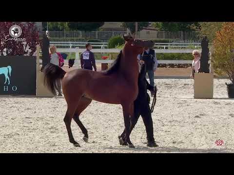 N.57 RENOIR DI MAR - European Championship 2020 - Prague - Colts 2 Years Old (Class 5B)