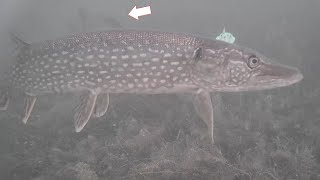 New Lake, New PIKE! Ice Fishing with Underwater Camera