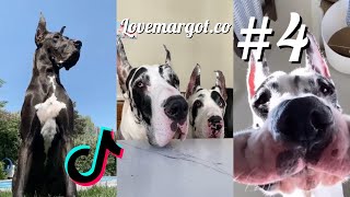 Great Dane Dogs are the Funniest Breed  Funny Video Compilation #4