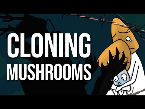 Mushroom Cloning Basics