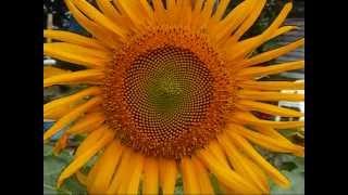 FRANK ZAPPA -- FLAMBAY