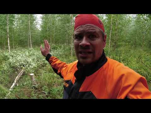 2013 istutetusta koivikosta huonot pois ja hyville tilaa [2021 eli 8 vuotta]