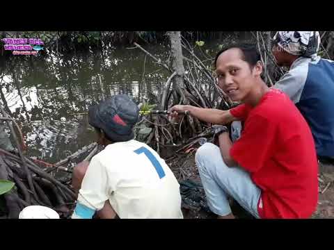 Mancing umpan tepung VS umpan Latrak ??
