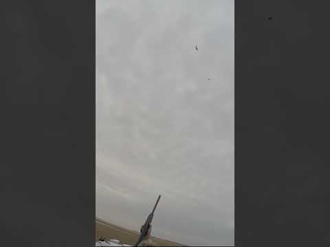 3 Man Duck Limit COMPLETE
