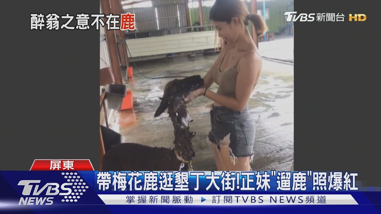 帶梅花鹿逛墾丁大街! 正妹「遛鹿」照爆紅
