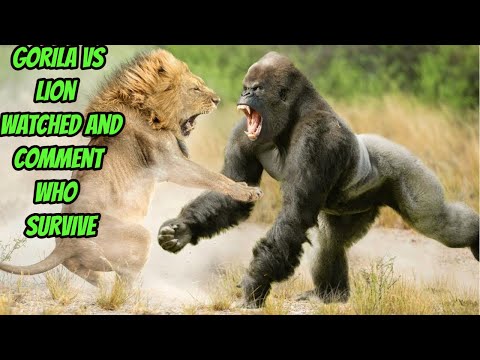 WHO WILL SURVIVE? - The STRANGEST Gorilla vs Lion Battle You'll Ever See