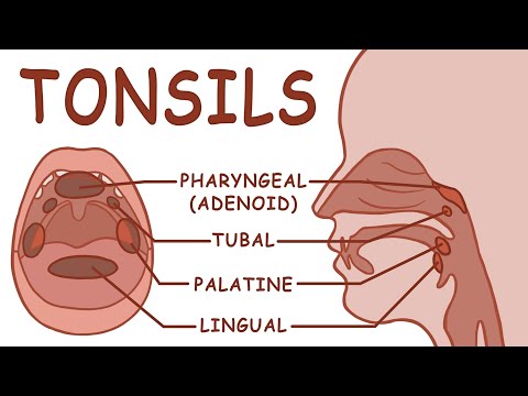 THE TONSILS - ANATOMY AND PHYSIOLOGY