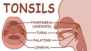 THE TONSILS - ANATOMY AND PHYSIOLOGY