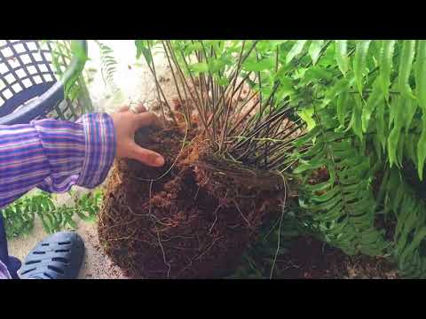 การขยายพันธุ์เฟิร์นสไบนาง สวนคุณจำลอง นนทบุรี (How to Propagate Ferns Easily) #fernitup