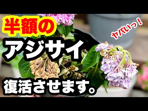 凍ってしまったアジサイを復活させる方法は？霜で傷んだ部分は剪定したほうがいいでしょうか？  庭園