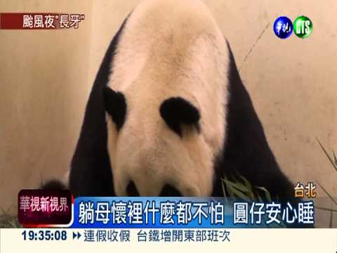 颱風夜安心睡 圓仔長出3顆牙