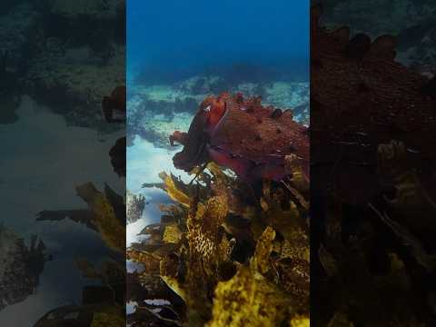 Swimming with Giant Cuttlefish | #UnderwaterPhotography #Nature