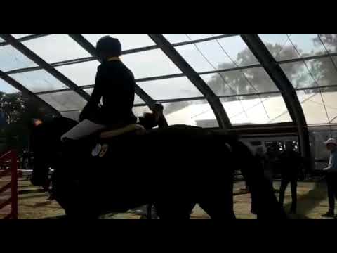 Wbfsh Jumping world breeding Championship Lanaken 2021 Loui Ln (7 yo) & Víctor Pantin