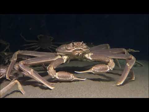 image-What crab is caught on deadliest catch?