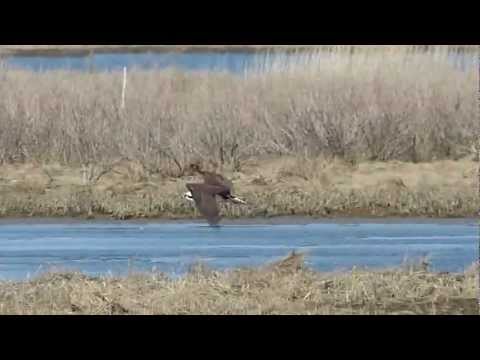 Male Osprey Retrieving Nesting Material While Female Looks On