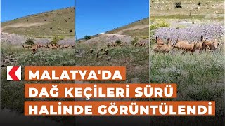 Malatya'da dağ keçileri sürü halinde görüntülendi