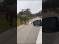 The Elephant Attacked The Man #shorts #youtubeshorts #short #wildlife #elephant